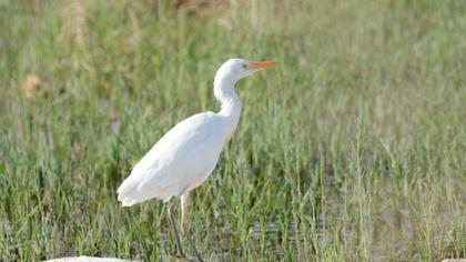 Western Cattle Egret