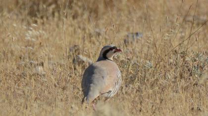 Chukar Partridge