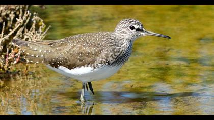 Green Sandpiper