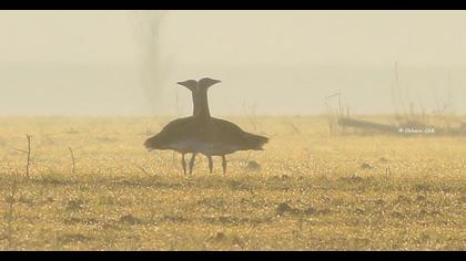 Great Bustard