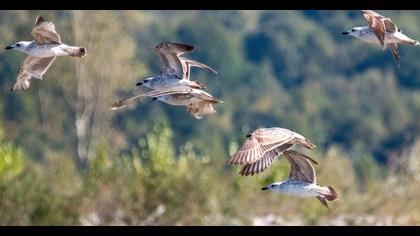 Yellow-legged Gull