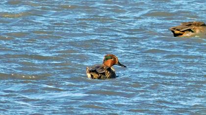 Eurasian Teal