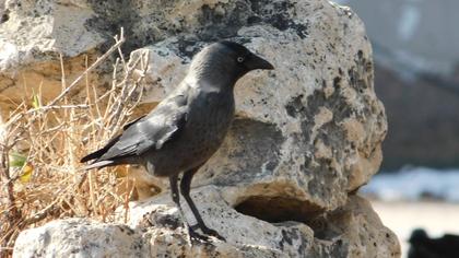 Western Jackdaw