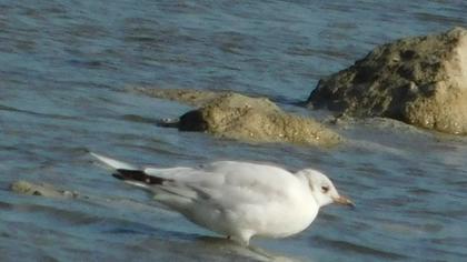Black-headed Gull