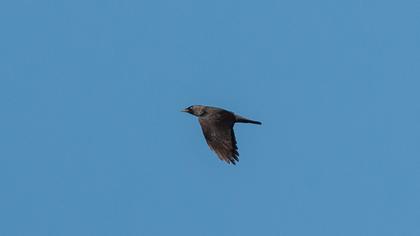Western Jackdaw