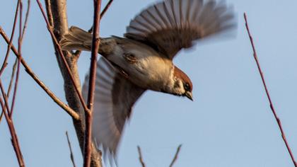 Eurasian Tree Sparrow