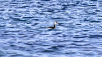 Horned Grebe