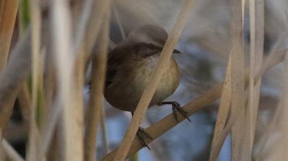 Moustached Warbler