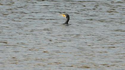 Great Cormorant