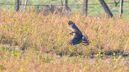 Hen Harrier