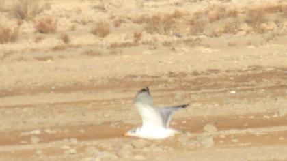 Pallas`s Gull