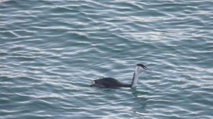 Great Crested Grebe
