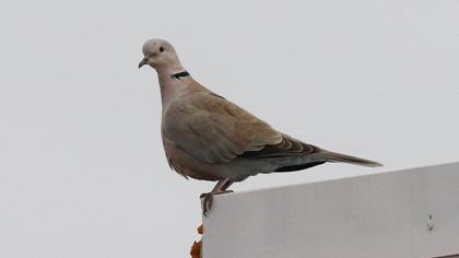 Eurasian Collared Dove