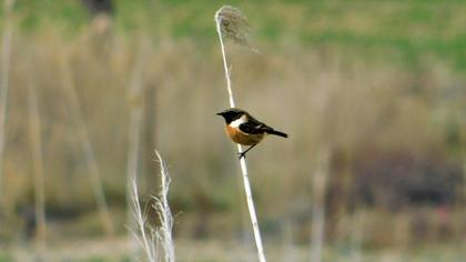 European Stonechat
