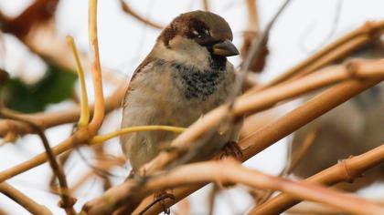 House Sparrow