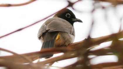 White-spectacled Bulbul