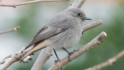 Black Redstart