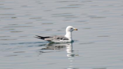 Armenian Gull