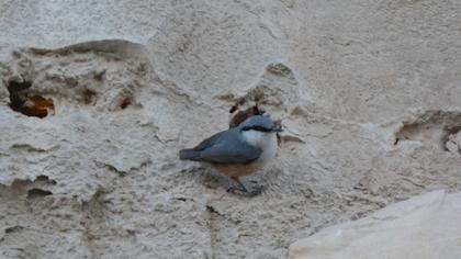 Western Rock Nuthatch