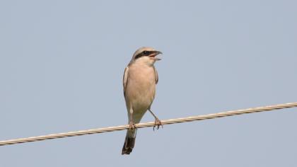 Red-backed Shrike