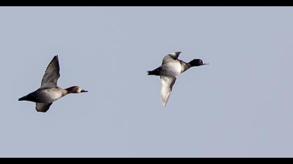 Tufted Duck