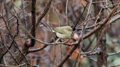 Common Chiffchaff