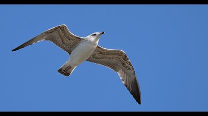 Yellow-legged Gull
