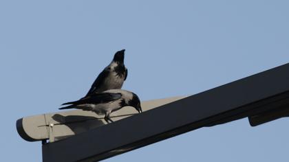 Hooded Crow