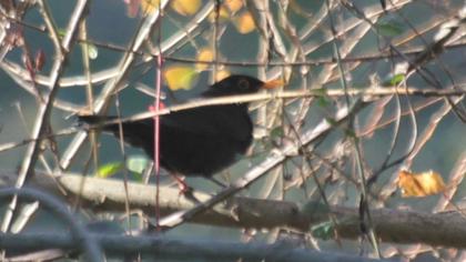 Common Blackbird