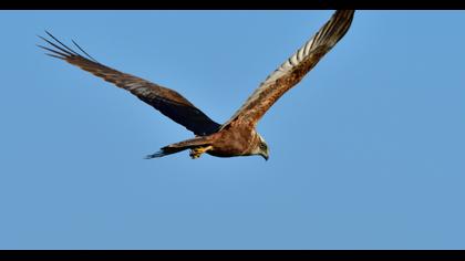 Western Marsh Harrier