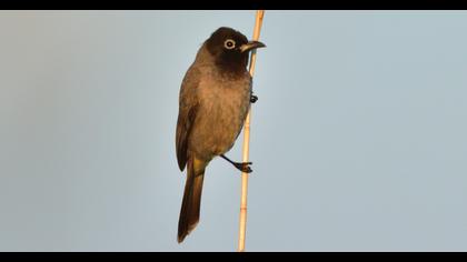 White-spectacled Bulbul