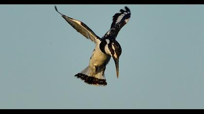 Pied Kingfisher