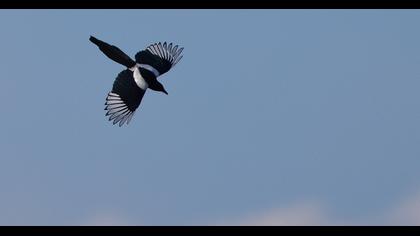 Eurasian Magpie