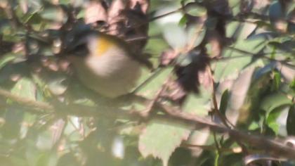 Common Firecrest