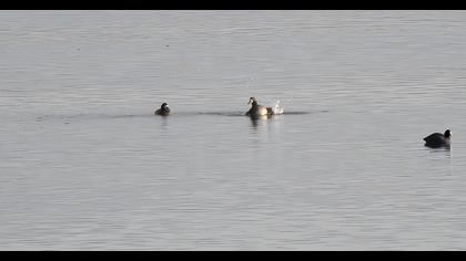 Greater Scaup