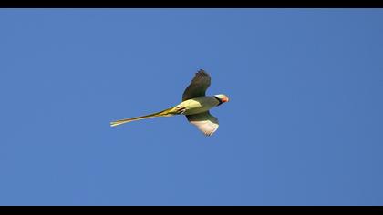 Alexandrine Parakeet
