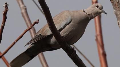 Eurasian Collared Dove
