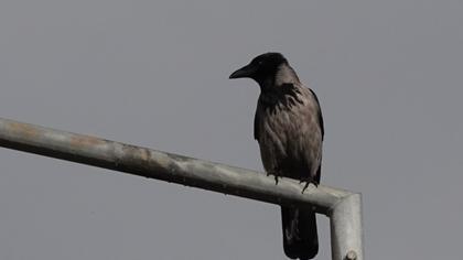 Hooded Crow