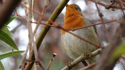 European Robin