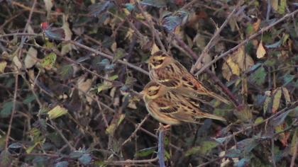 Rustic Bunting