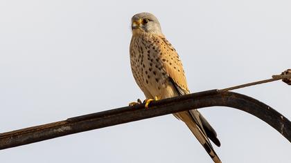 Common Kestrel