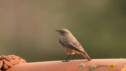 Black Redstart