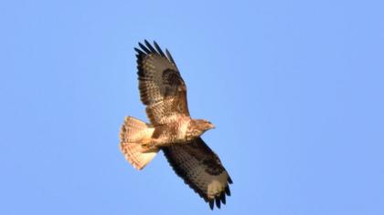 Common Buzzard