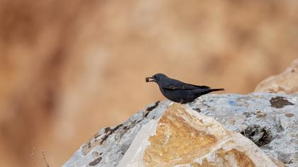 Blue Rock Thrush