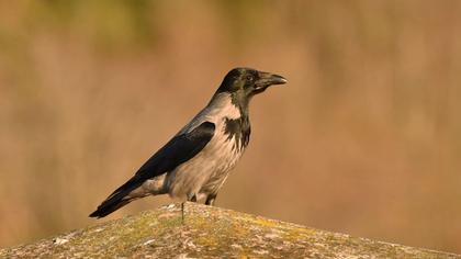 Hooded Crow