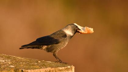 Western Jackdaw