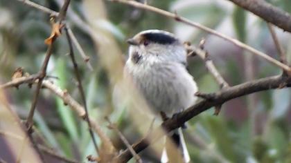 Long-tailed Tit