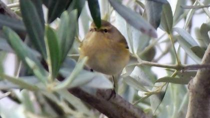 Common Chiffchaff