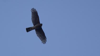 Eurasian Sparrowhawk