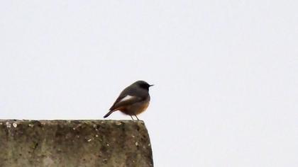 Black Redstart